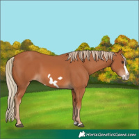 Horse Color:Chestnut Splash Frame 