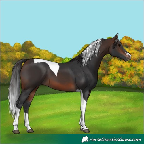 Horse Color:Brown Tobiano 