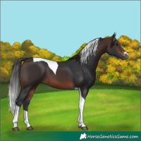 Horse Color:Brown Tobiano