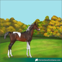 Horse Color:Brown Tobiano 