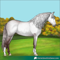 Horse Color:Gray Chocolate Black 