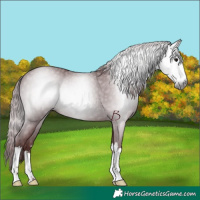 Horse Color:Gray Chocolate Black