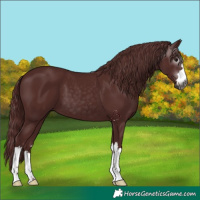 Horse Color:Gray Chocolate Black