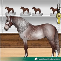 Horse Color:Gray Chocolate Brown 