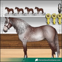 Horse Color:Gray Chocolate Brown