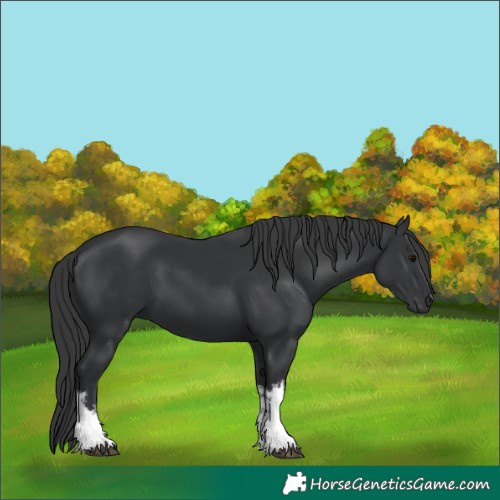 Horse Color:White Spotted Black 