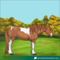 Horse Color:Chestnut Tobiano 