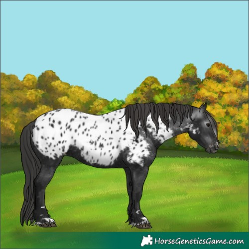 Horse Color:Gray Black Near Leopard 