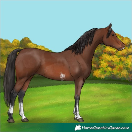 Horse Color:Brown Sabino Rabicano  and Brown Sabino Rabicano 