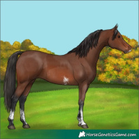Horse Color:Brown Sabino Rabicano  and Brown Sabino Rabicano 