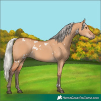 Horse Color:White Spotted Silver Bay Dun Rabicano 