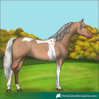 Horse Color:Silver Bay Dun Tobiano Rabicano 