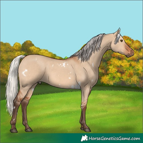 Horse Color:White Spotted Silver Bay Dun Rabicano 
