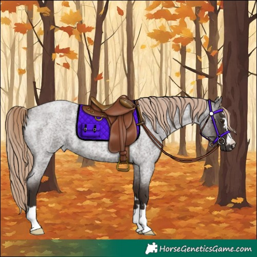 Horse Color:Liver Red Roan 