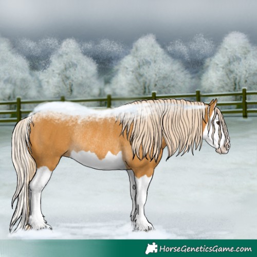 Horse Color:Palomino Splash Rabicano