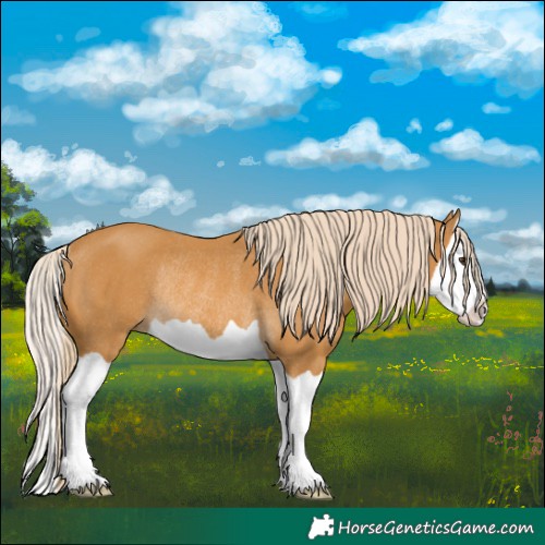 Horse Color:Palomino Splash Rabicano