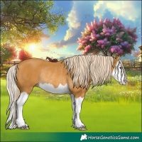 Horse Color:Palomino Splash Rabicano 