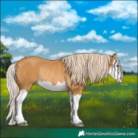 Horse Color:Palomino Splash Rabicano