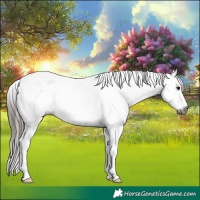 Horse Color:Gray Bay Sabino Appaloosa 