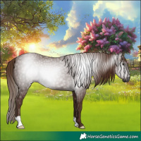 Horse Color:Gray Chestnut 