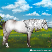 Horse Color:Gray Chestnut 