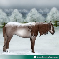 Horse Color:Gray Chestnut