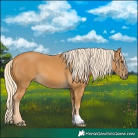 Horse Color:Palomino 