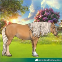 Horse Color:Palomino 