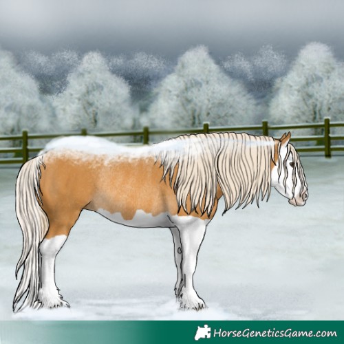 Horse Color:Palomino Splash Rabicano 
