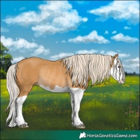 Horse Color:Palomino Splash Rabicano 