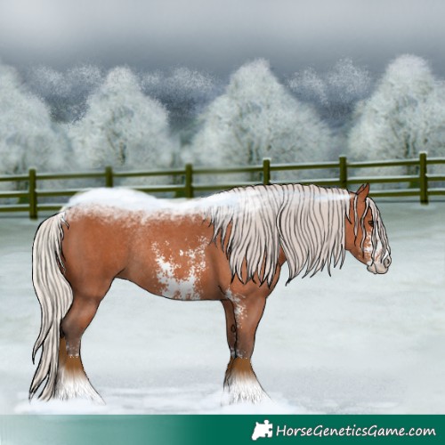 Horse Color:Silver Bay Sabino Rabicano 