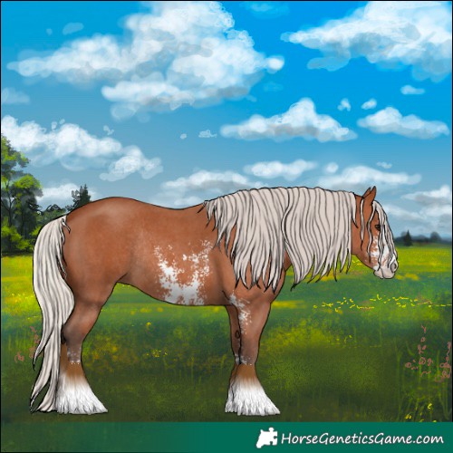 Horse Color:Silver Bay Sabino Rabicano 
