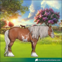 Horse Color:Silver Bay Sabino Rabicano