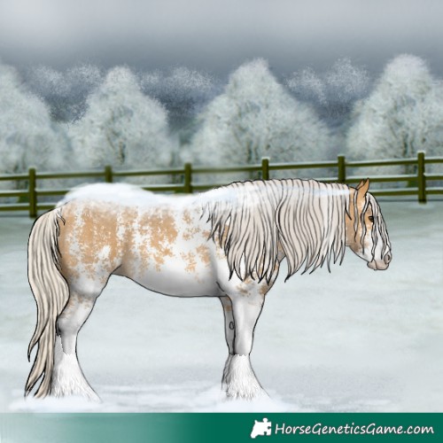 Horse Color:Silver Buckskin Sabino 