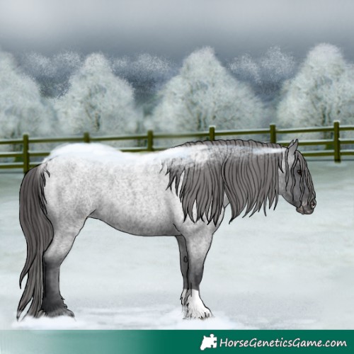 Horse Color:Blue Roan Appaloosa 