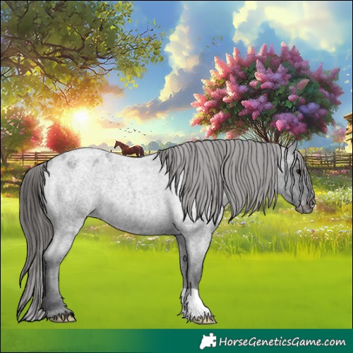 Horse Color:Blue Roan Appaloosa 