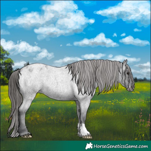 Horse Color:Blue Roan Appaloosa 