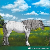 Horse Color:Blue Roan Appaloosa