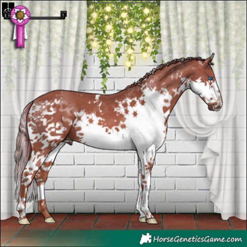 Horse Color:White Spotted Chestnut Splash 