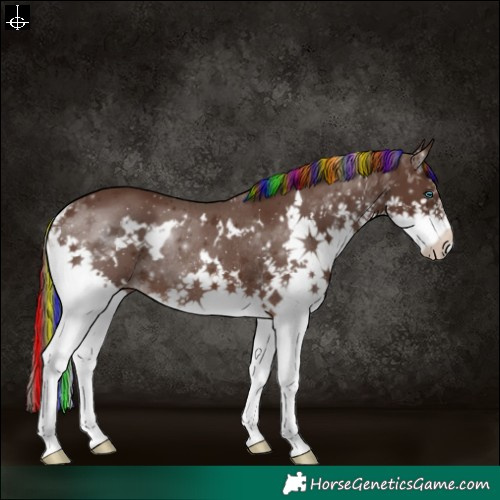 Horse Color:Painted White Spotted Liver Chestnut Splash Rabicano 