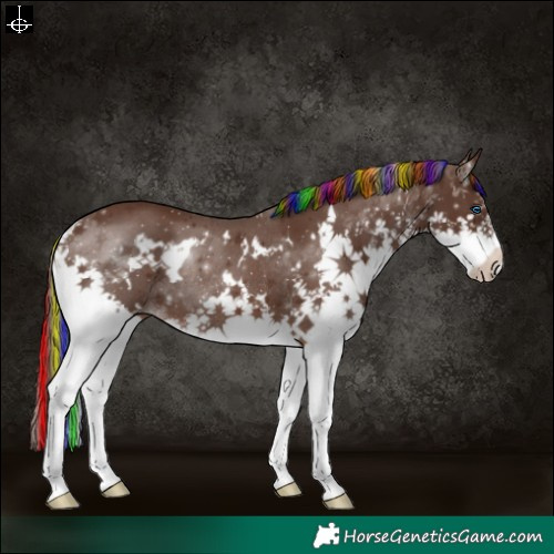 Horse Color:Painted White Spotted Liver Chestnut Splash Rabicano