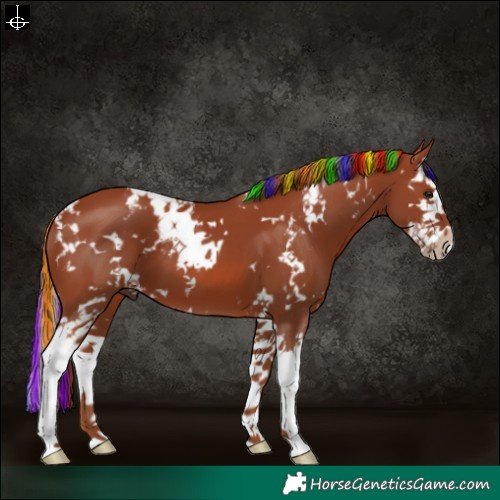 Horse Color:Painted White Spotted Chestnut Splash 