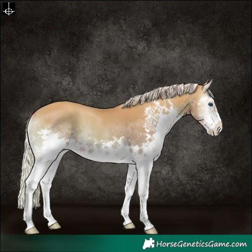 Horse Color:Silver Classic Champagne Onyx Splash 
