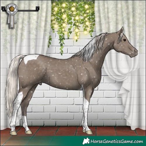 Horse Color:Silver Grullo Tobiano Appaloosa Brindle 