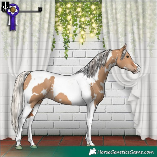 Horse Color:White Spotted Silver Bay Dun Tobiano 