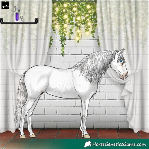Horse Color:Silver Grullo Sabino Frame Appaloosa 