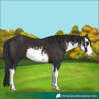 Horse Color:White Spotted Brown 