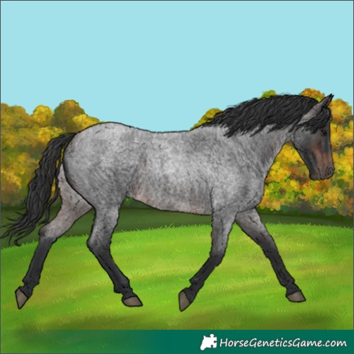 Horse Color:White Spotted Brown Roan 