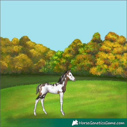 Horse Color:Powder White Buckskin Splash Frame 