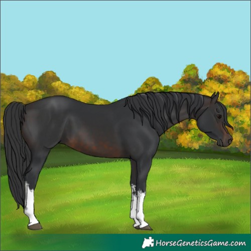 Horse Color:White Spotted Brown